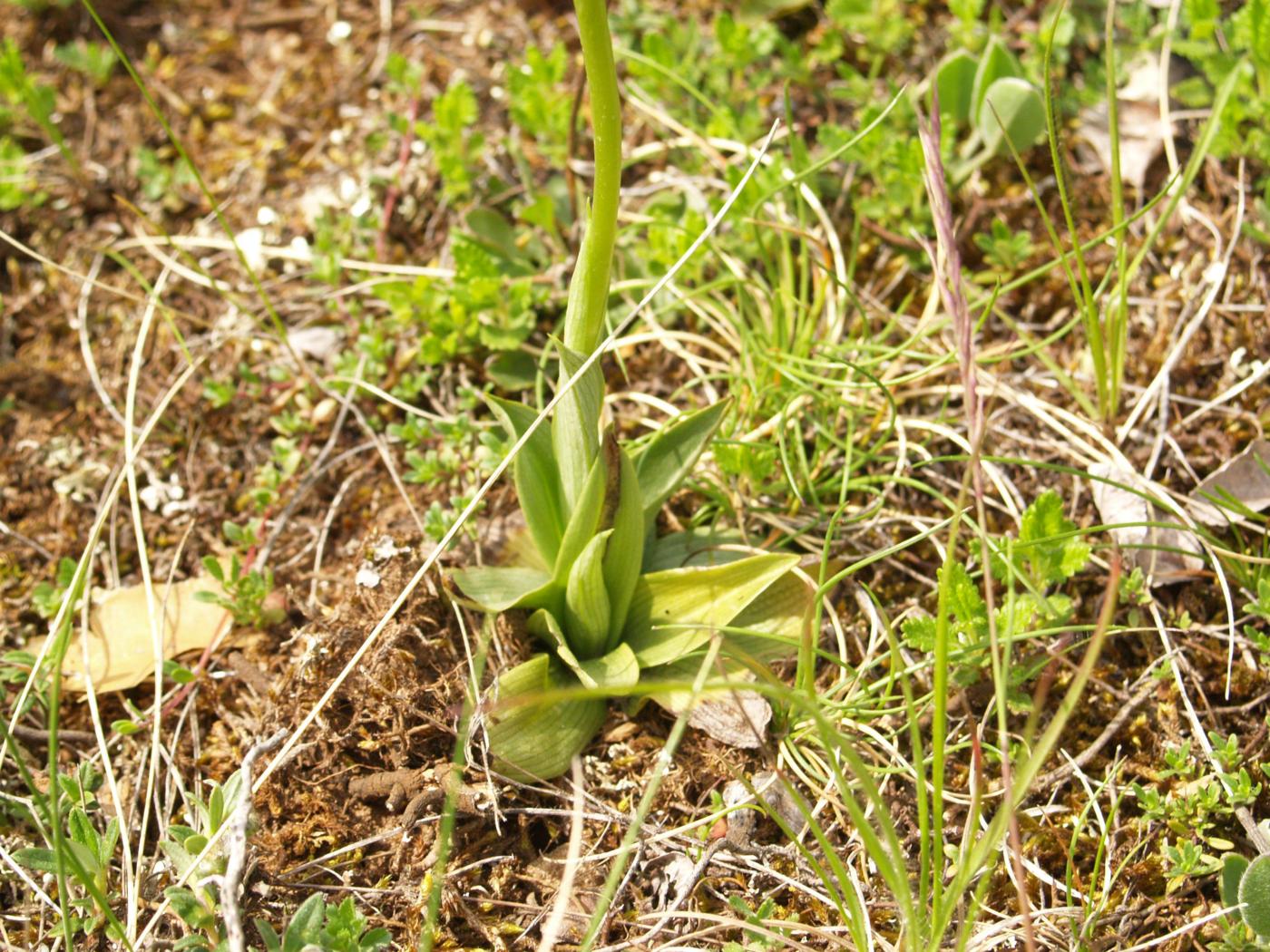 Orchid, Passion leaf